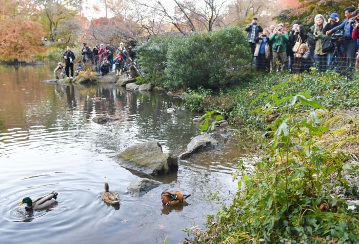 For Your Consideration The Central Park Hot Duck